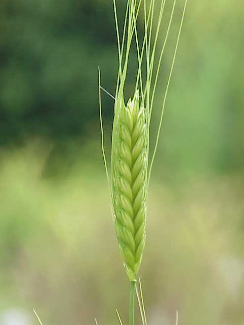 Triticum monococcum0