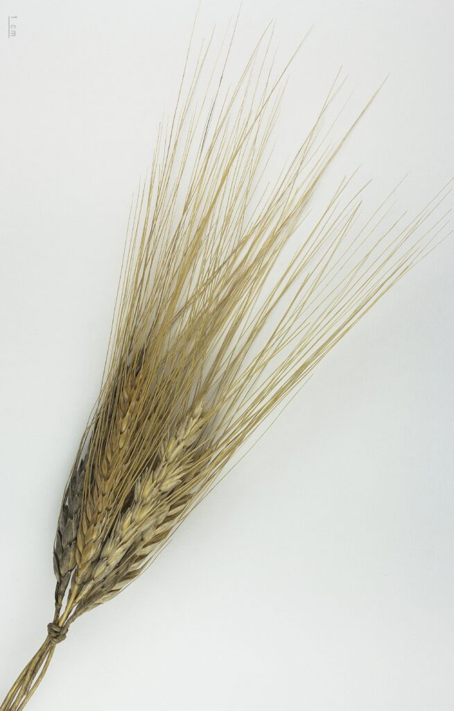 Triticum turgidum subsp. turanicum MHNT.BOT .2015.2.35 1